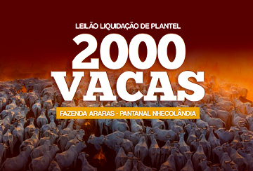 LEILÃO LIQUIDAÇÃO DE PLANTEL 2000 VACAS